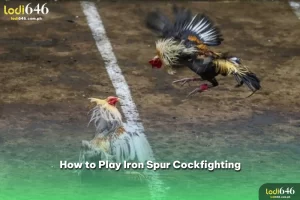 How to play iron spur cockfighting